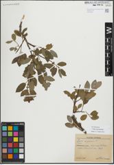 Foto von Salix myrsinifolia Salisb.
